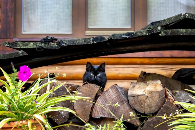 Foto gato negro sentado en la leña