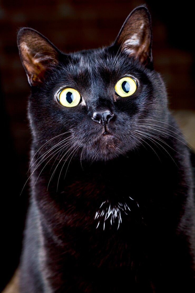 Foto gato negro sentado y mirando