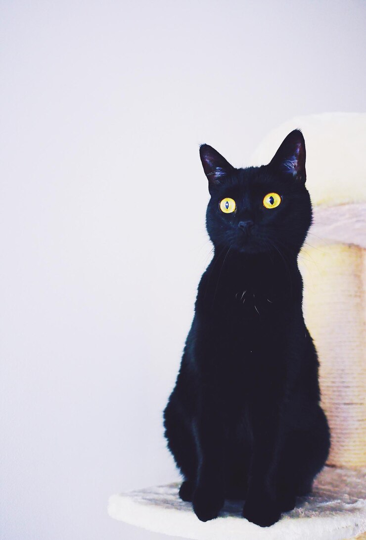 Foto gato negro sentado en un poste de rascarse