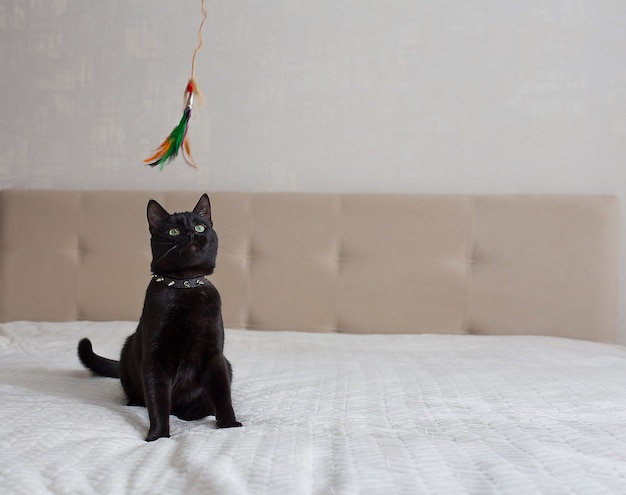 Foto gato negro está sentado en un sofá beige y blanco y jugando