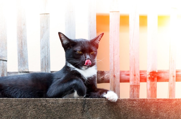 Gato negro sentarse y lamer su nariz en la valla Retrato de animal Gatito negro