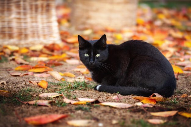 El gato negro se sienta en el suelo en el parque en otoño