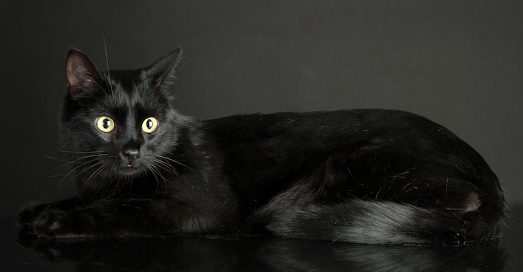 Foto gato negro sobre fondo negro