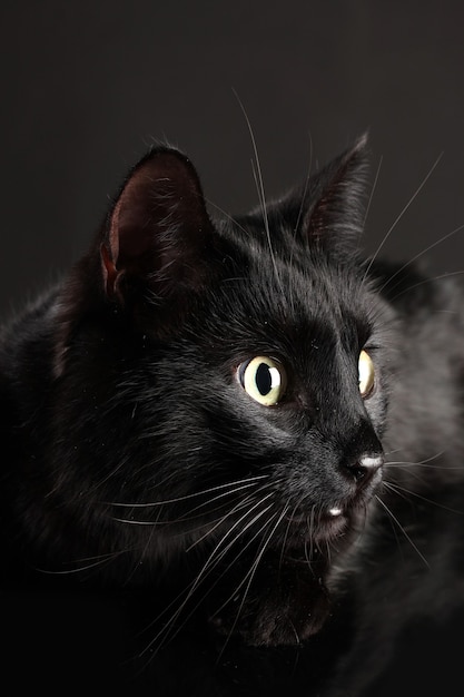 Foto gato negro sobre negro