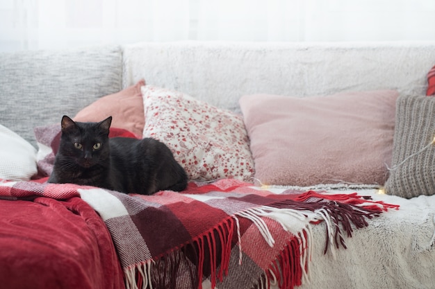 Gato negro en el sofá con almohadas y cuadros.