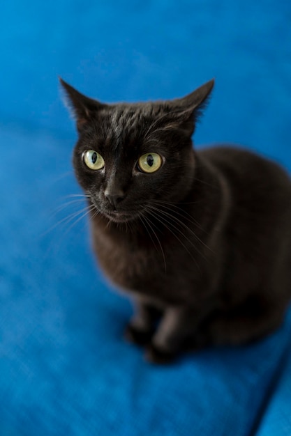 gato negro en un sofá azul en la sala de estar de una casa
