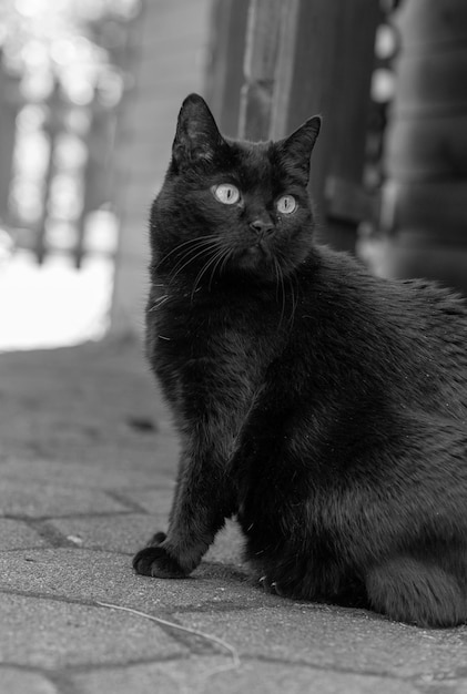 Foto gato negro sólo un gato negro