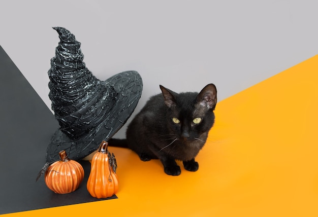 Gato negro con sombrero de bruja y calabazas