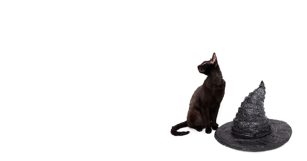 Gato negro con sombrero de bruja y espacio de copia