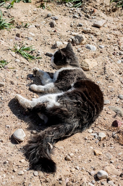Gato negro tirado en la arena de cerca