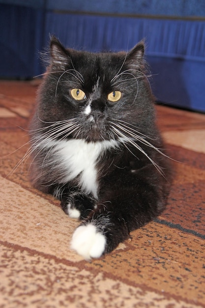 Gato negro tirado en el suelo Hocico felino Gato perezoso de cerca tirado en el suelo Animal doméstico