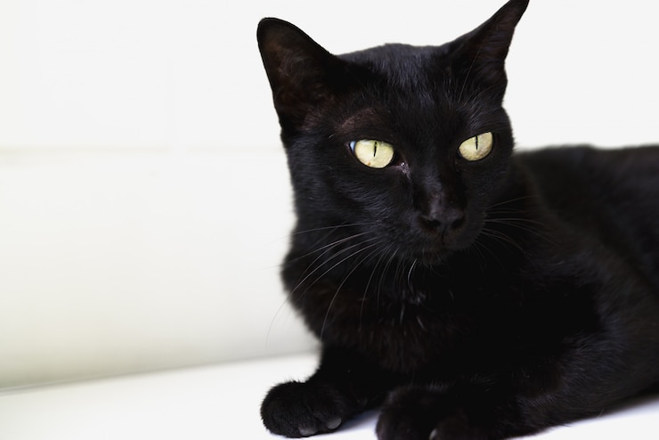 Foto gato negro tirado en el suelo.