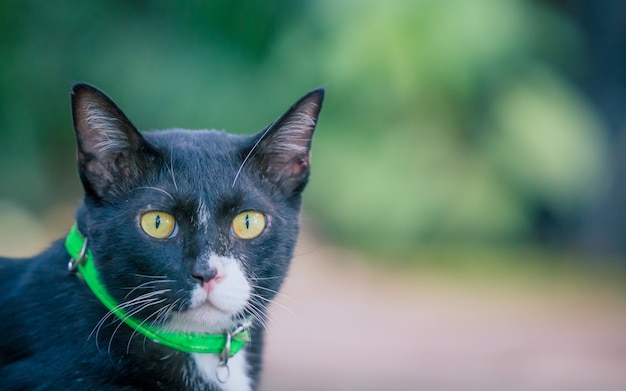 Gato negro torpe