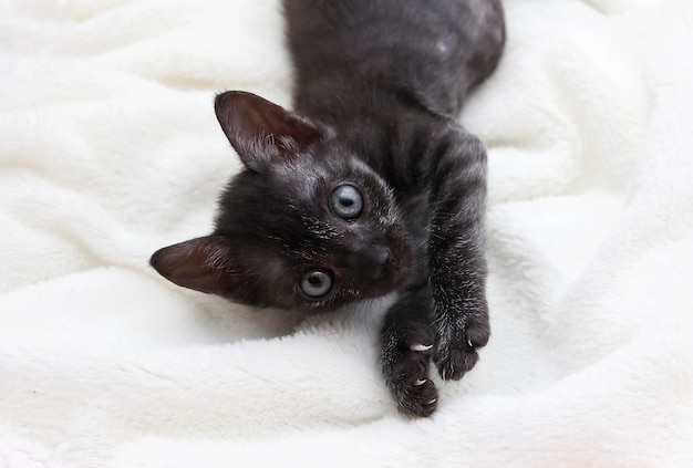 Un gato negro yace sobre un fondo claro y mira.