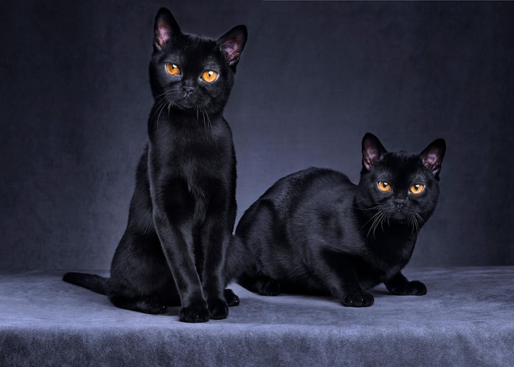 Foto gato negro