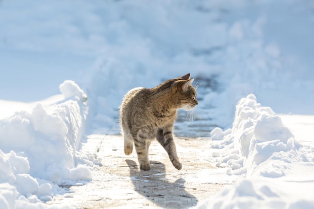 Gato en la nieve en invierno