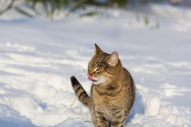 Gato en la nieve en invierno