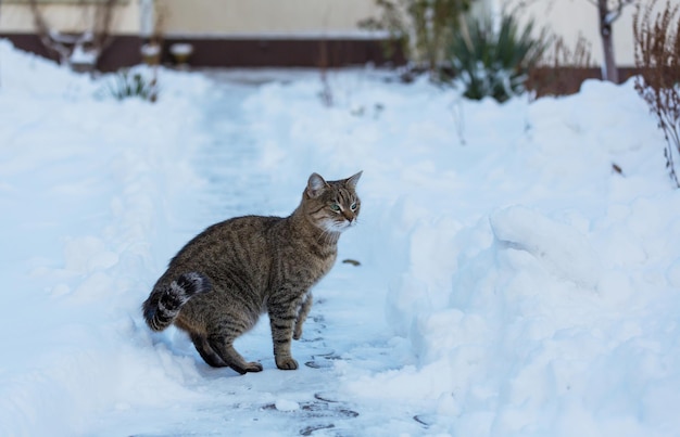 Gato en la nieve en invierno