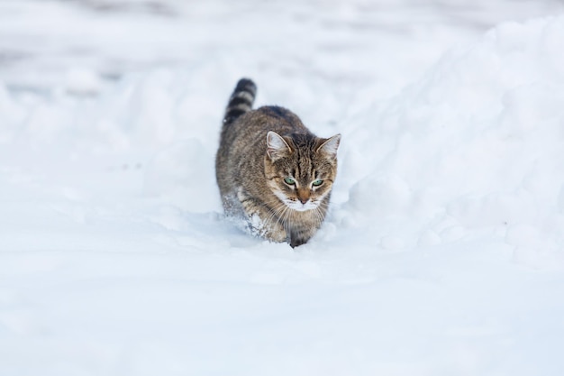 Gato en la nieve en invierno