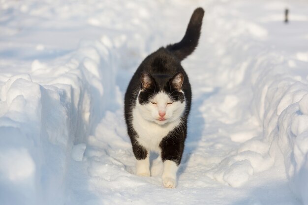 Gato en la nieve en invierno