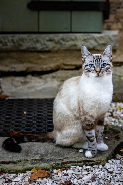 Gato de las nieves de Bengala