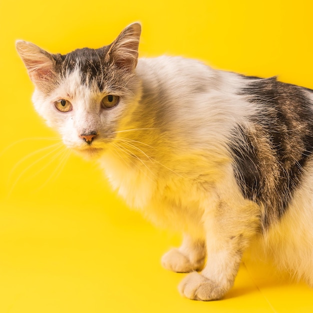 Foto gato no animal de estimação de fundo amarelo