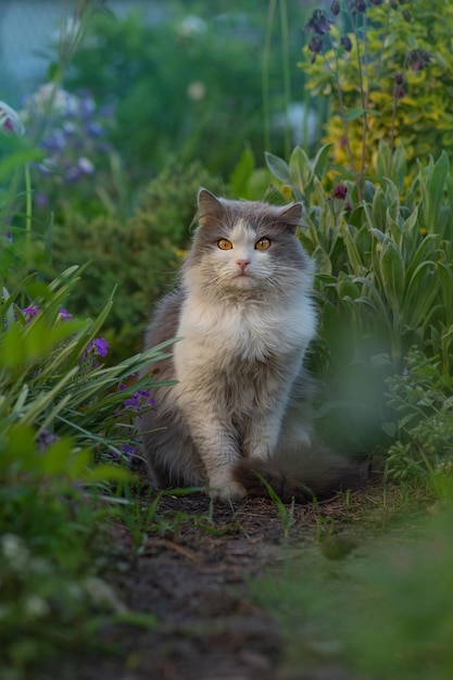 Gato no caminho do jardim Gatinho sentado nas flores desabrochando em um jardim Gato fofo cinza sentado em flores Gato no caminho