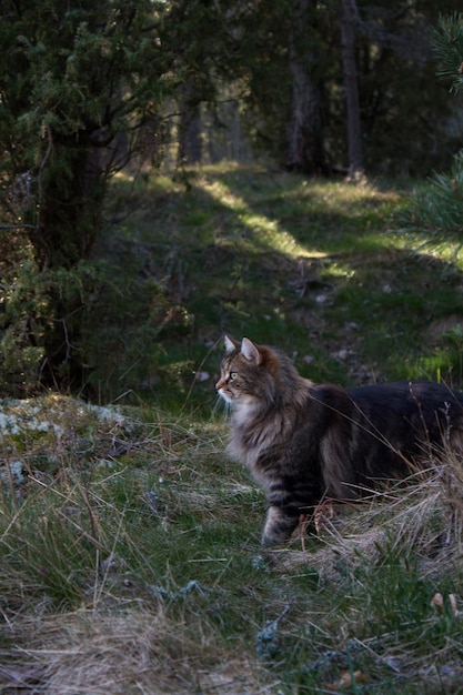 Foto gato no caminho na floresta