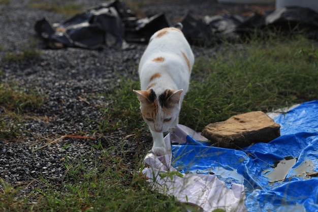 Gato no campo