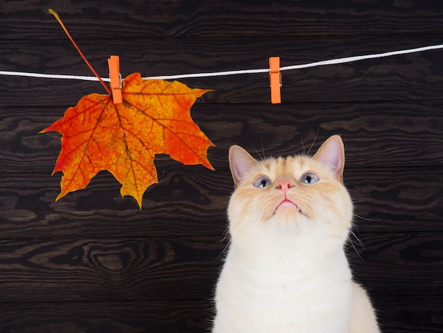 gato no fundo da folha de outono