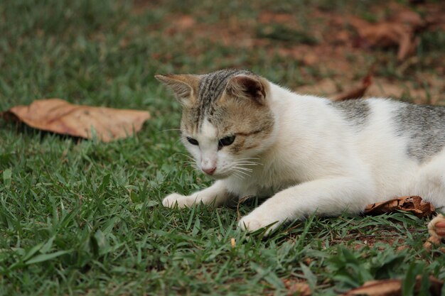 Gato no jardim