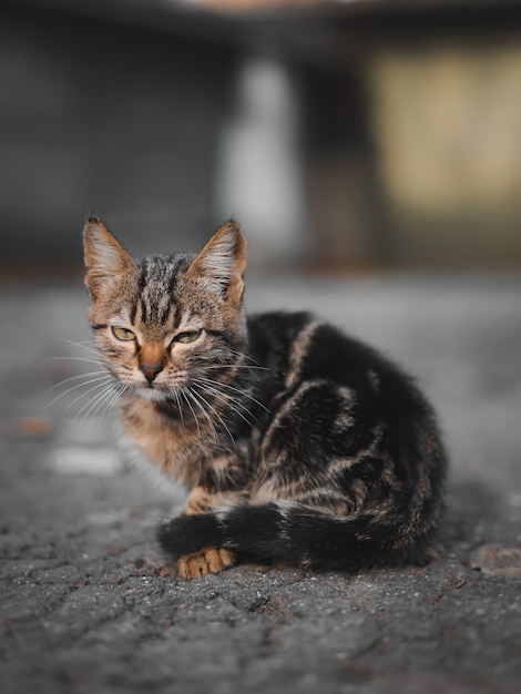 gato no jardim