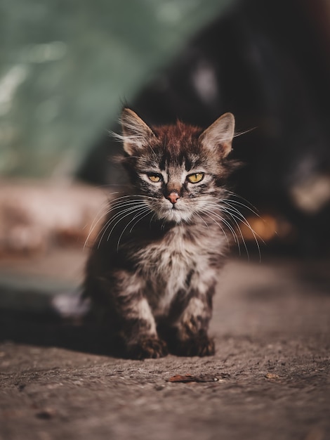 gato no jardim