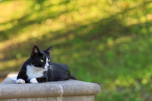 gato no jardim