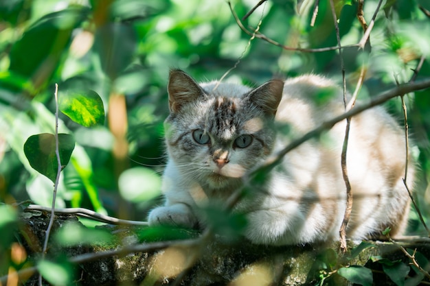 Gato no mato