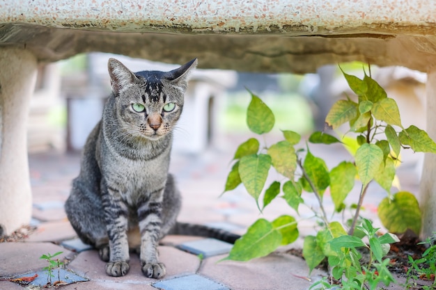 Gatinho no complexo de jogos para gatos. casinha de gato com poste