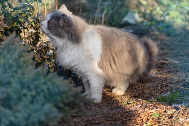 Gato no parque de inverno na neve Lindo gatinho branco e cinza na natureza nevando perto de abeto