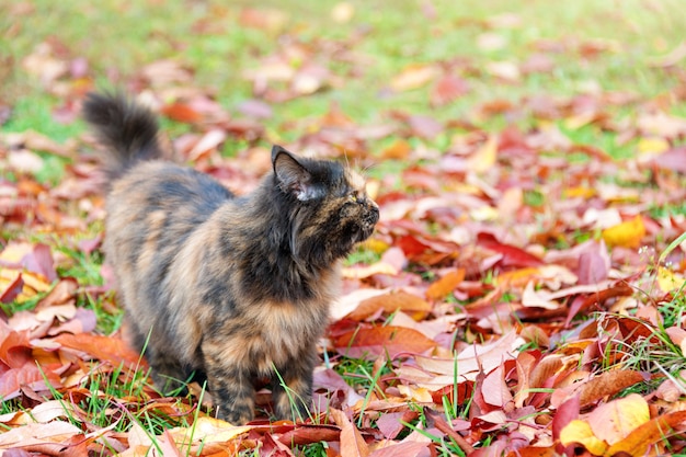 Gato no parque outono. Gatinho da concha de tartaruga que anda nas folhas caídas coloridas exteriores.