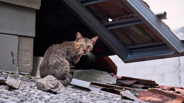 Gato no telhado da casa com uma cara afiada