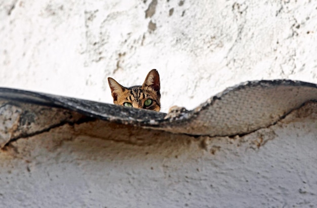 Gato no telhado olhando para a câmera