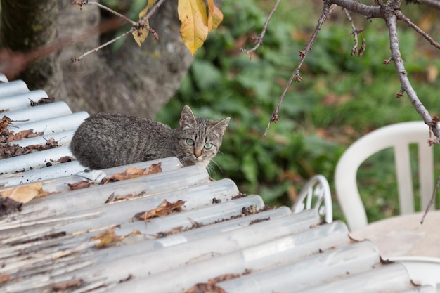 Foto gato no telhado