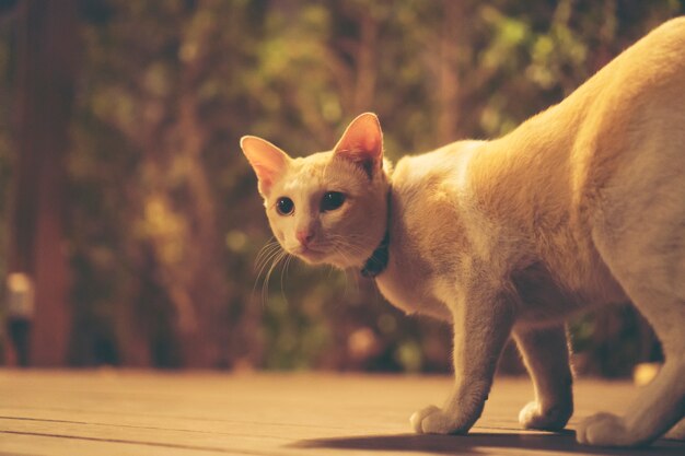 gato por la noche