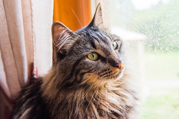 Gato norueguês sentado no peitoril da janela olhando pela janela Aproveitando o sol