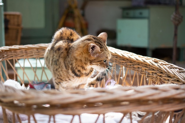 Foto gato num cesto.