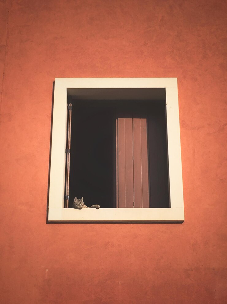Foto gato numa janela