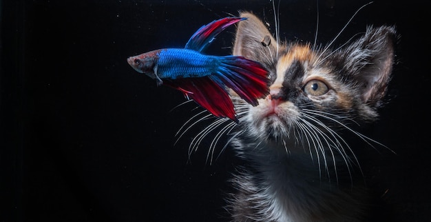 El gato observa a los peces desde detrás del acuario sobre un fondo negro.