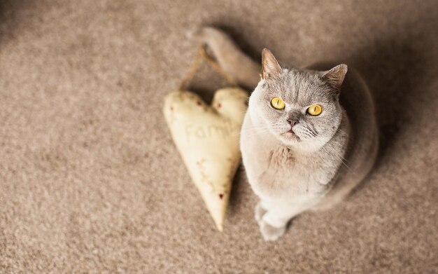 Foto un gato con ojos amarillos sentado en una alfombra con un objeto en forma de triángulo en el medio