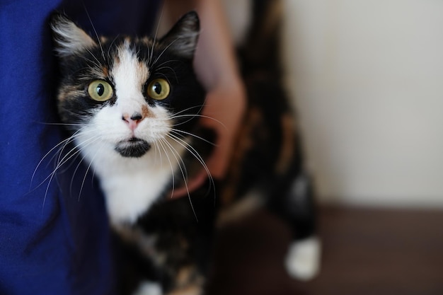 Un gato con ojos amarillos.