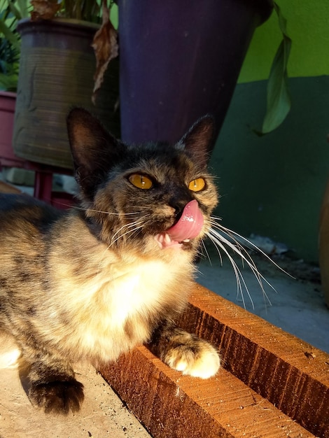 Un gato con ojos amarillos.