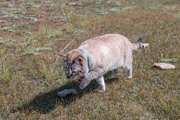 Un gato de ojos azules se cuela por el césped Vista frontal desde arriba